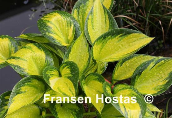 Hosta Orange Star